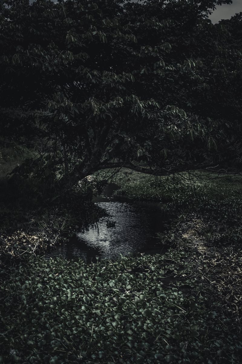 © Zonia Zena - Image from the Once it bursts into the air, nothing dies. photography project