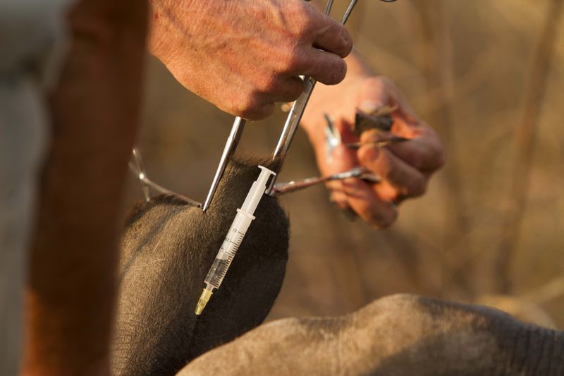 © Hilary O'Leary - Research and data capture on the species.