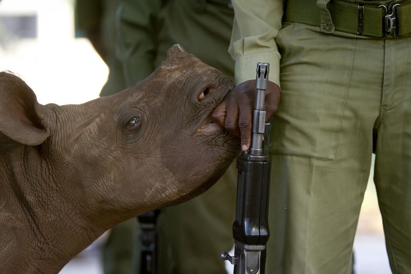 © Hilary O'Leary - Baby Black rhino waiting to get his morning bottle feed from the men who dedicate their lives to protecting the species.