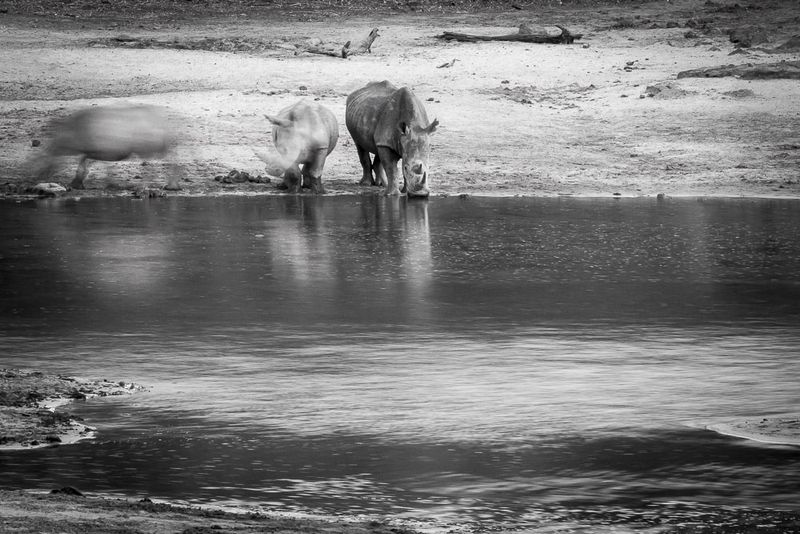 © Hilary O'Leary - Can you see them disappearing before your eyes... if not your not noticing what happens in the world every day.