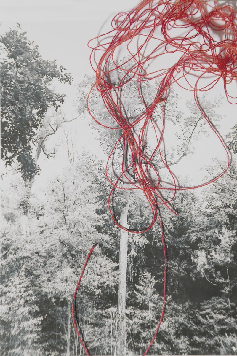 © Alice de Kruijs - Image from the 自然の摂理 | Natures Way photography project
