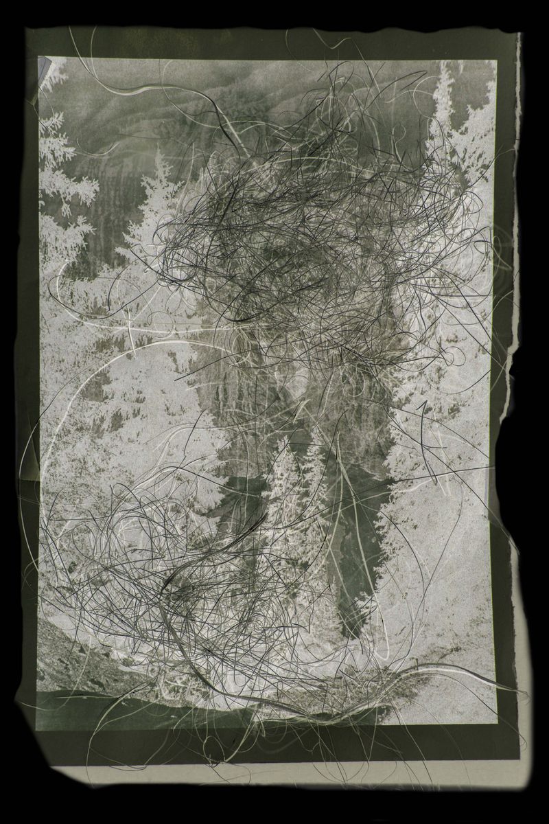 © Alice de Kruijs - Image from the 自然の摂理 | Natures Way photography project