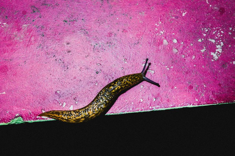 © Elizabeth Rovit - FUNGI 2018-2024