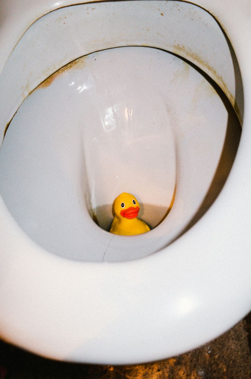 © Elizabeth Rovit - FUNGI 2018-2024