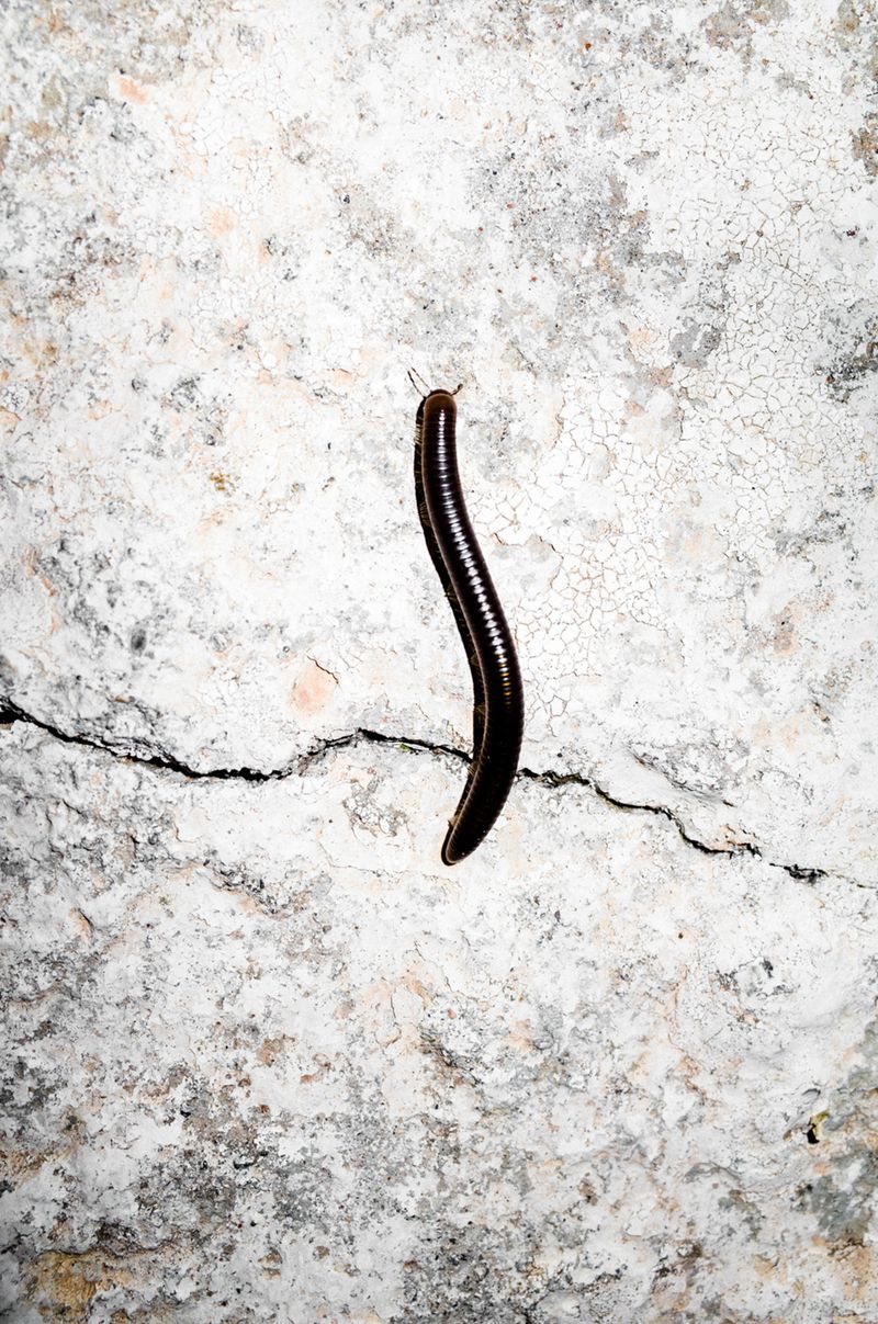 © Elizabeth Rovit - FUNGI 2018-2024