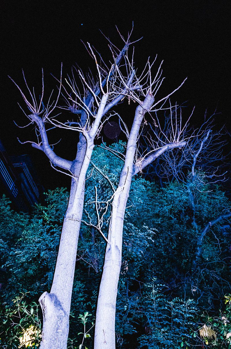 © Elizabeth Rovit - FUNGI 2018-2024