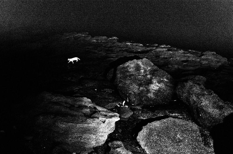 © Elizabeth Rovit - FUNGI 2018-2024