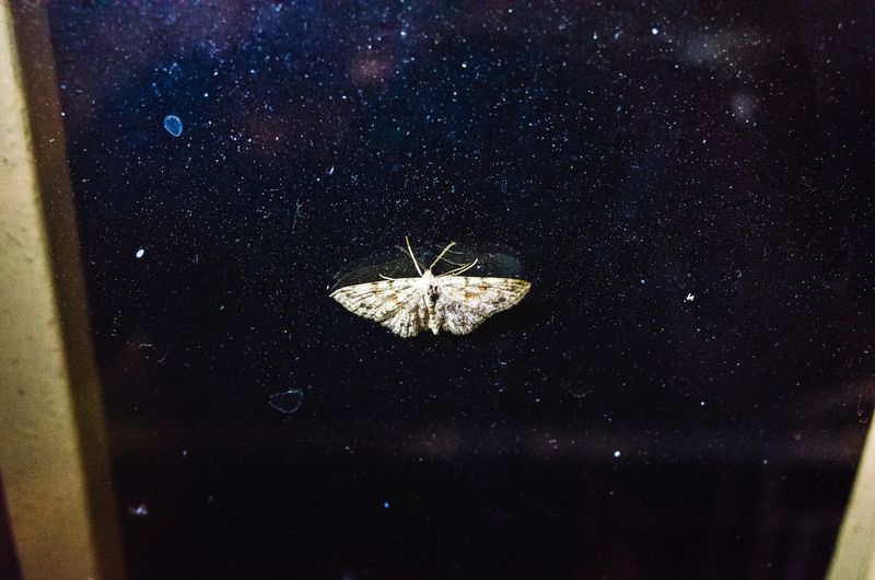 © Elizabeth Rovit - FUNGI 2018-2024