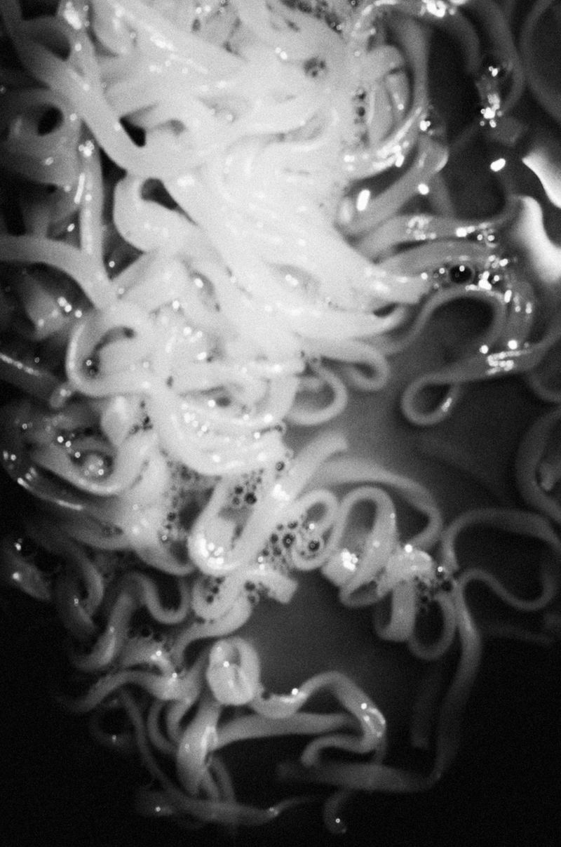 © Elizabeth Rovit - FUNGI 2018-2024