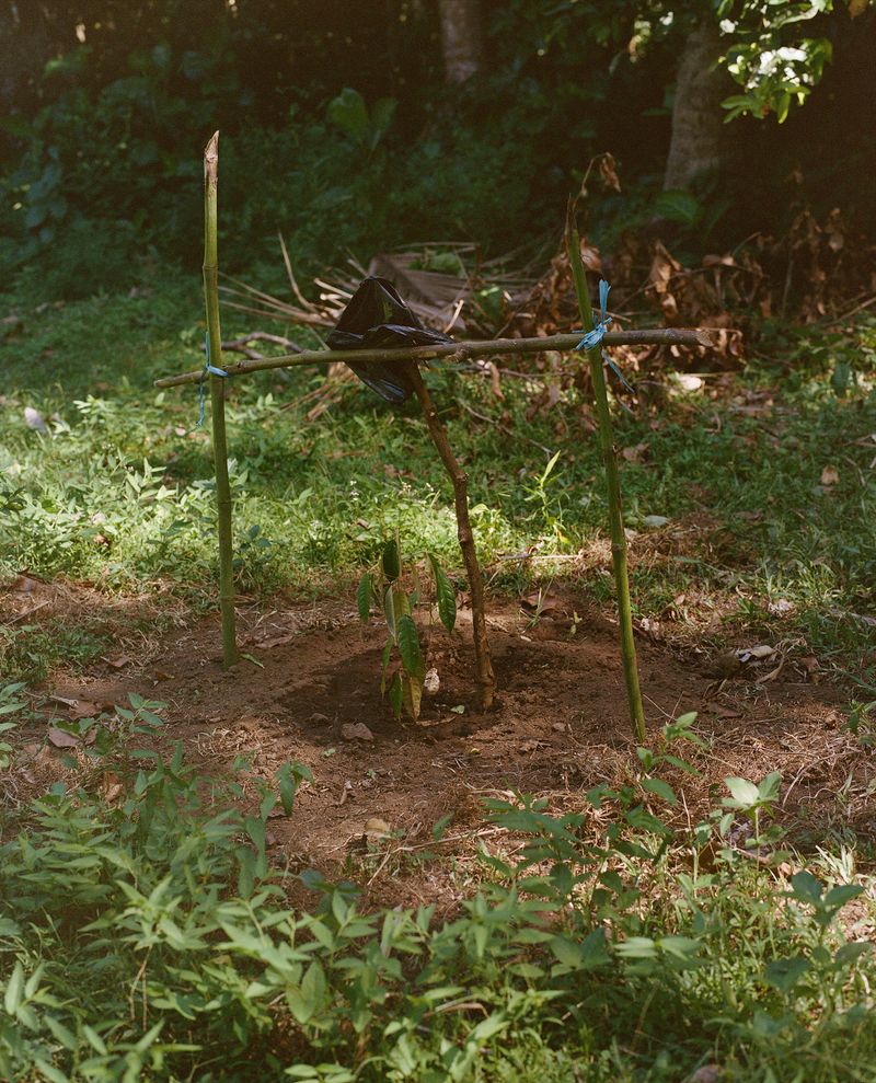 © Maite Vanhellemont - New durian tree, Indonesia, 2024.
