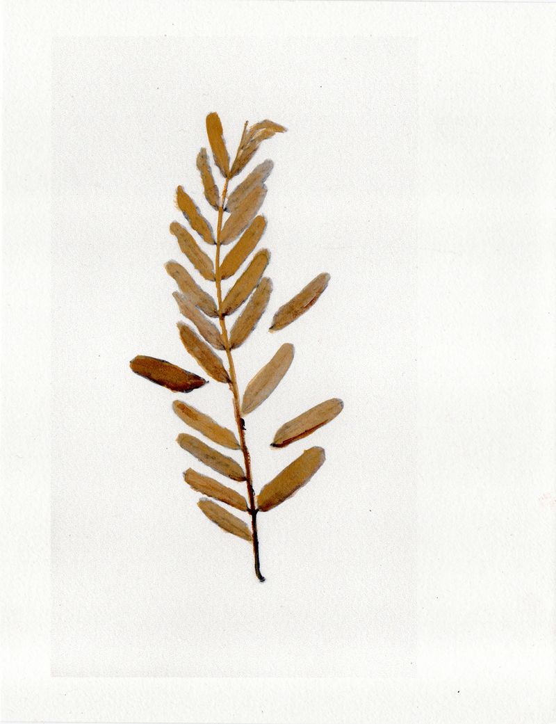 © Maite Vanhellemont - ‘found footage’ from our family garden, Indonesia, 2024.