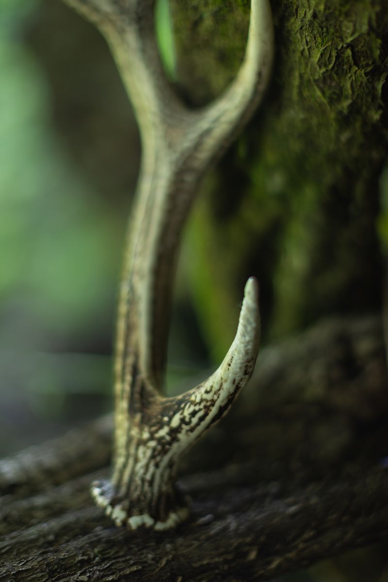 © hiroko murayama - Image from the His Own Antlers photography project