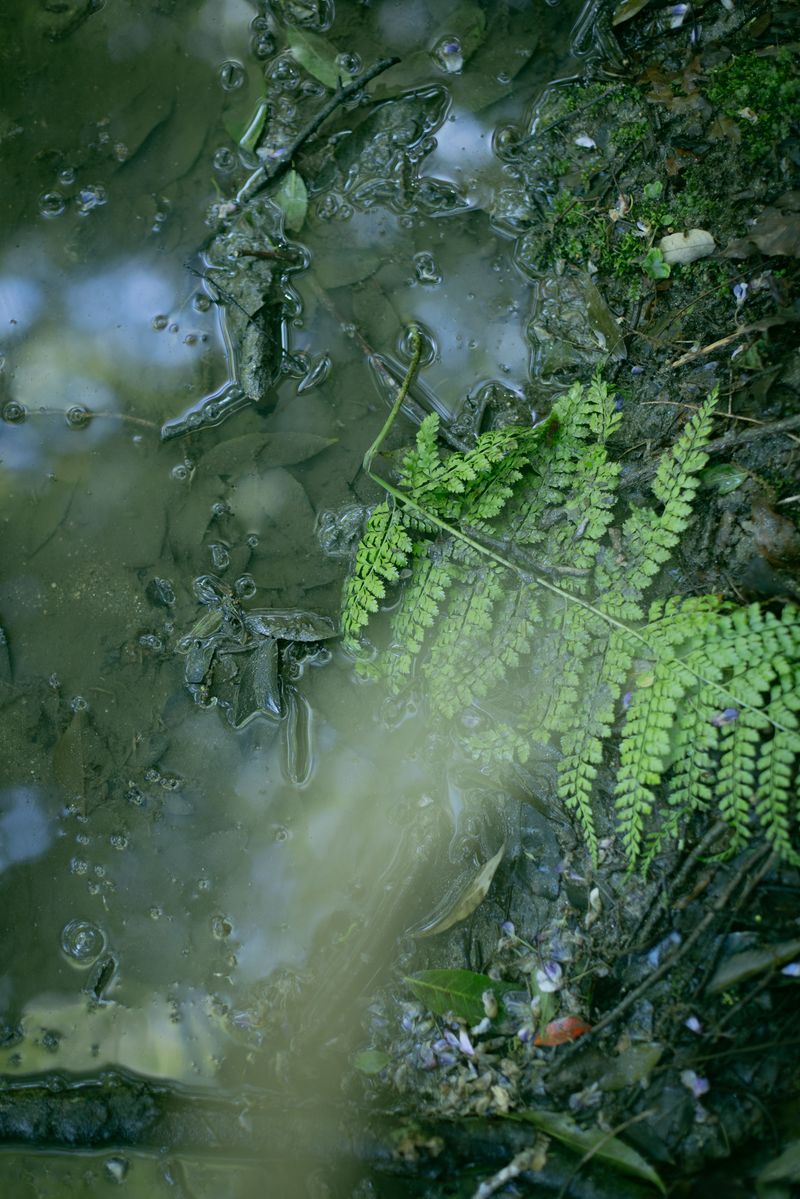 © hiroko murayama - Image from the His Own Antlers photography project