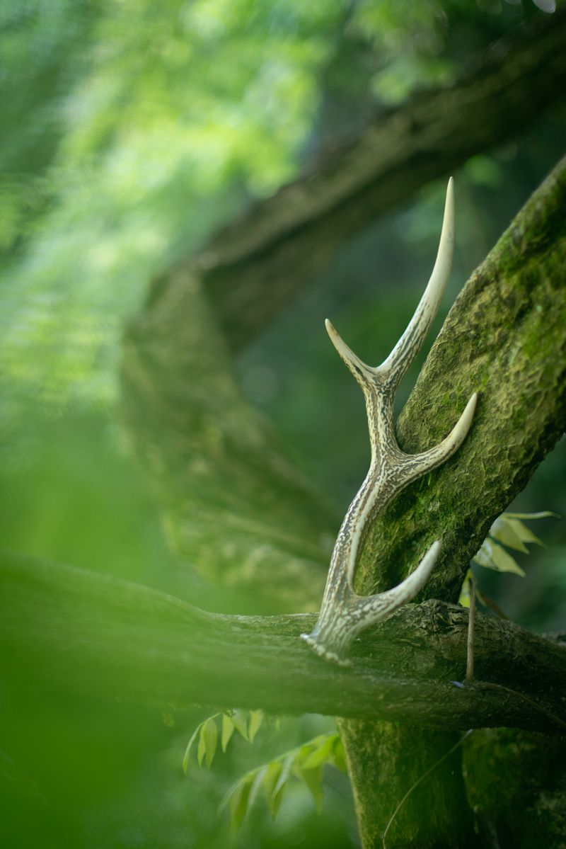 © hiroko murayama - Image from the His Own Antlers photography project