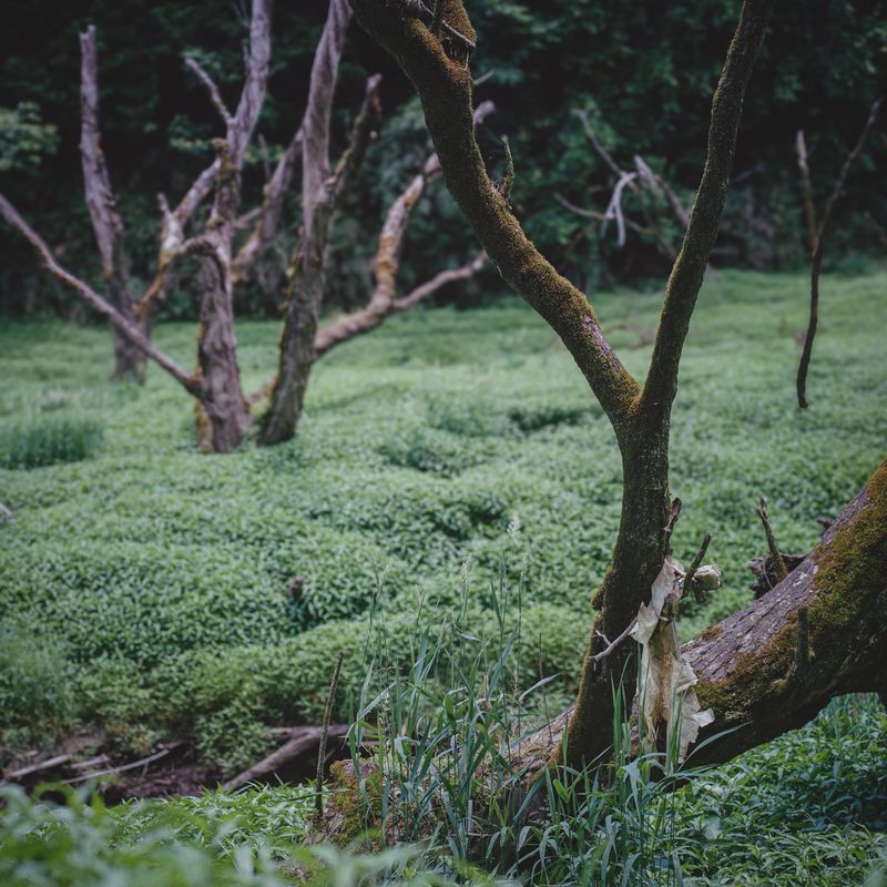 © hiroko murayama - Image from the A Quiet Erosion photography project