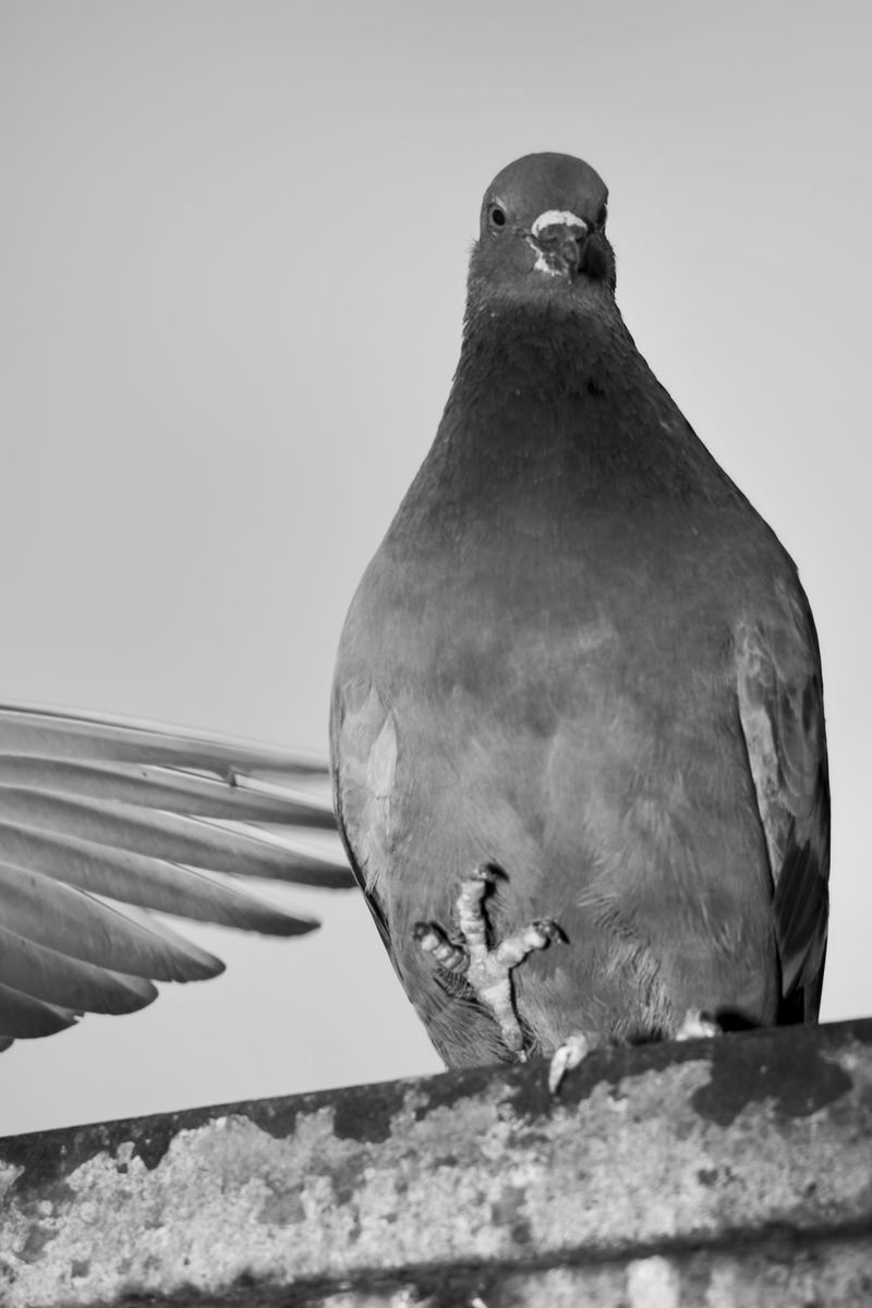 © Sushant - Image from the CITY BIRDS photography project