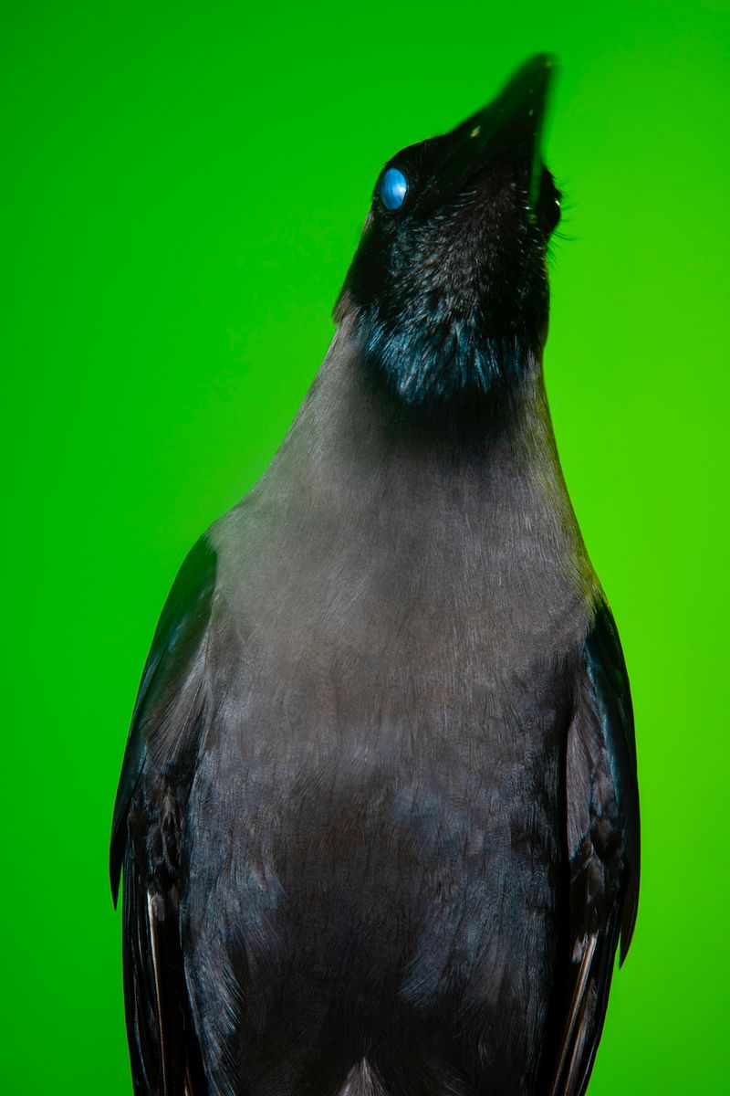 © Sushant - Image from the CITY BIRDS photography project