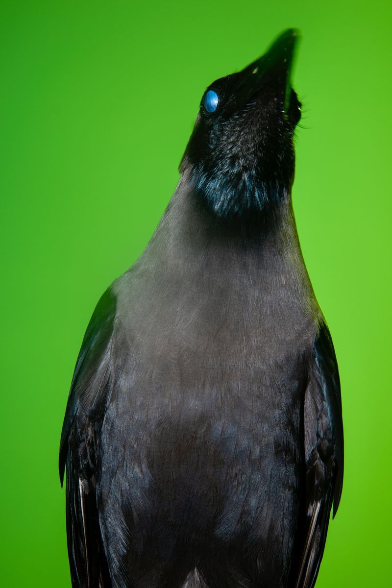 © Sushant - Image from the City Birds photography project