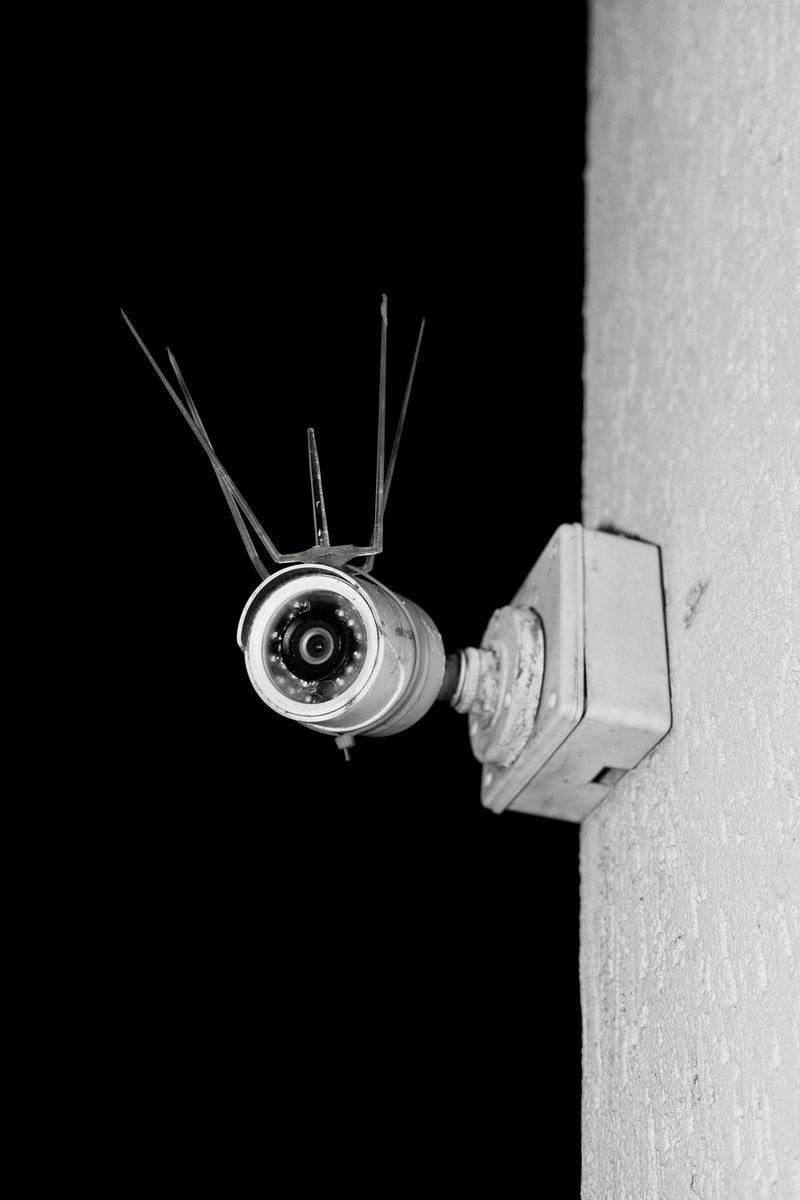 © Sushant - Image from the City Birds photography project