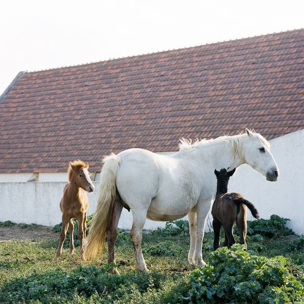 © Francesco Canova - Horse birth in a Manade. Camargue, 2023.