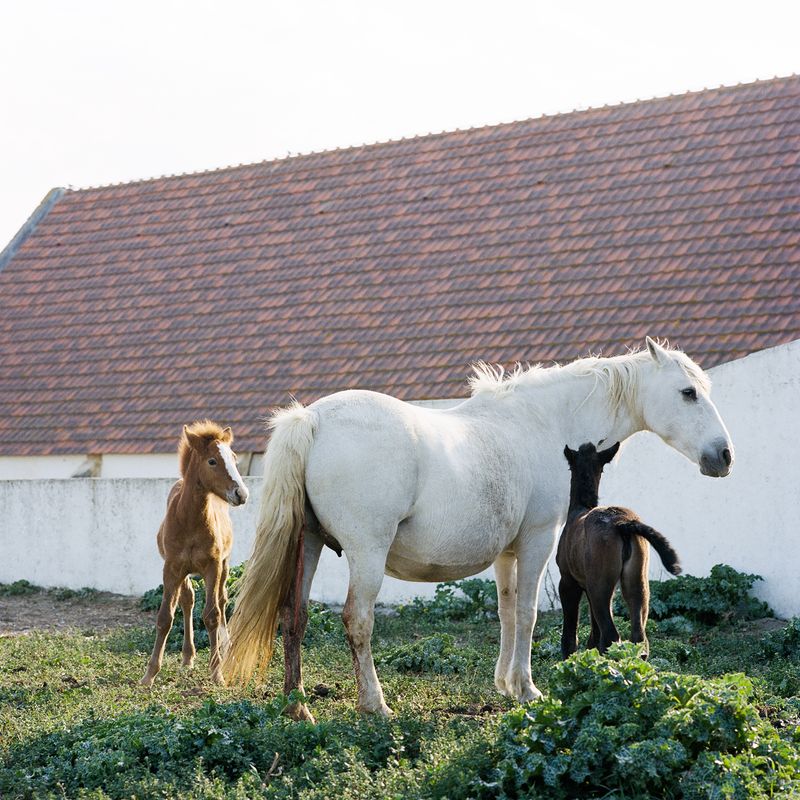 © Francesco Canova - Horse birth in a Manade. Camargue, 2023.