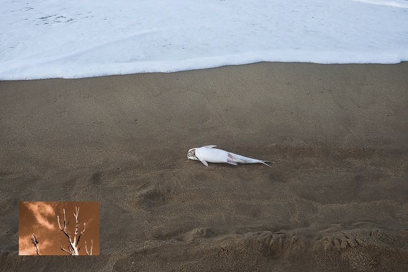 © Juliana Jacyntho - 06A pair of photographs taken in 2022 in the northeastern state of Rio Grande do Norte, Brazil.