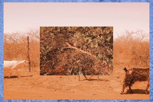 © Juliana Jacyntho - 02This image combines three photographs taken in 2022, which together represent hunger and an exodus of destroyed nature.