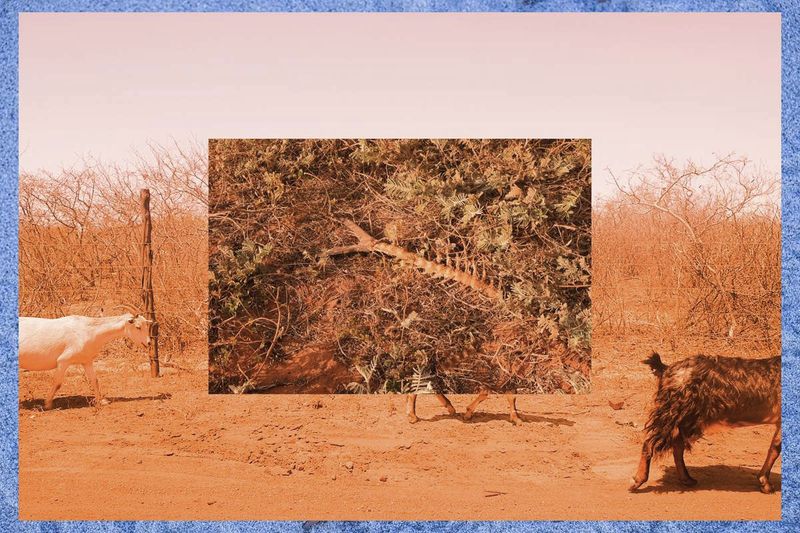 © Juliana Jacyntho - 02This image combines three photographs taken in 2022, which together represent hunger and an exodus of destroyed nature.