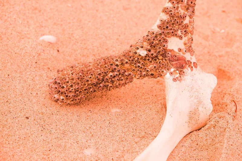 © Juliana Jacyntho - 08An animal bone, partially covered with seashells. Northeastern Brazil, 2022.