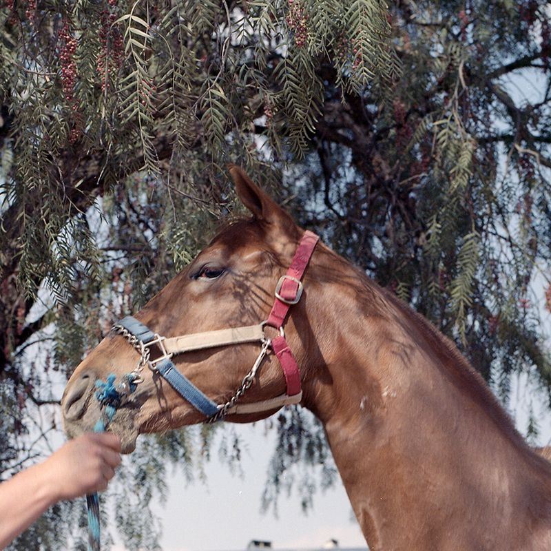© Brenda Moreno - Image from the CABALLITO photography project