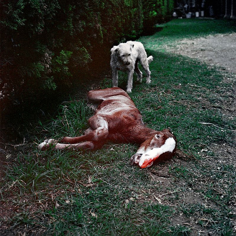 © Brenda Moreno - Image from the CABALLITO photography project