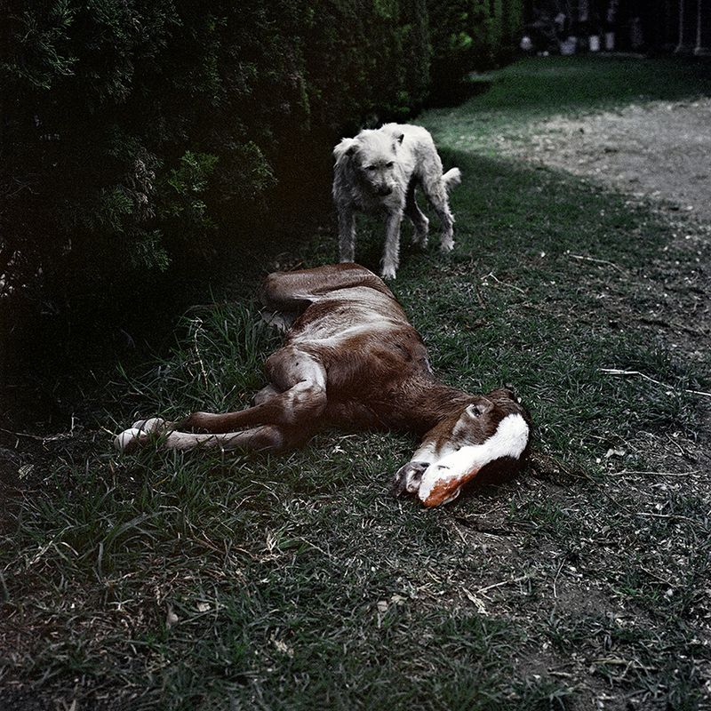 © Brenda Moreno - Image from the CABALLITO photography project