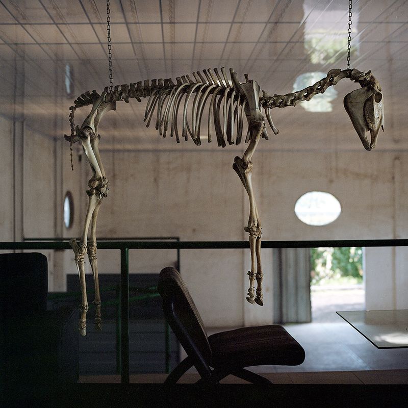 © Brenda Moreno - Image from the CABALLITO photography project