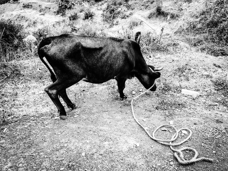 © Fethi Sahraoui - A cow grazing in the mountains near the village, Kahwet El Rih, Algeria, 2020