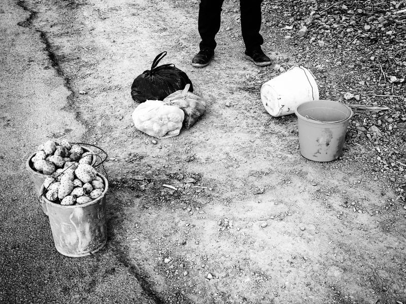 © Fethi Sahraoui - A youngster selling the last harvests of the season of barbary fig to passersby, Kahwet El Rih, Algeria, 2020