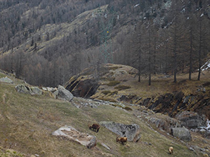 © Mattia Paladini - "Pont of Valsavarenche" 1990m slm. Ibexes grazing.Gran Paradiso National Park