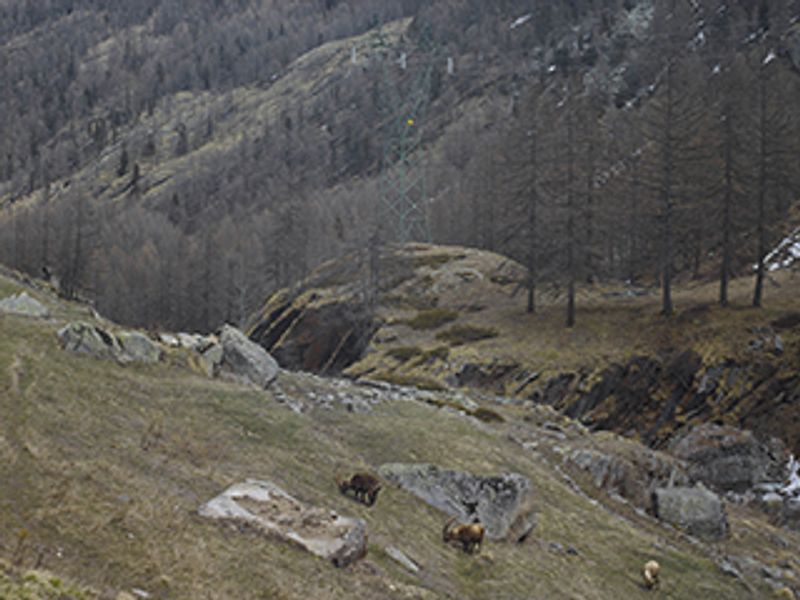 © Mattia Paladini - "Pont of Valsavarenche" 1990m slm. Ibexes grazing.Gran Paradiso National Park