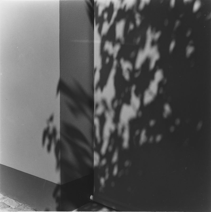 © NICOLE MARCHI - my mom's house and the shadow of our mulberry. (2017)