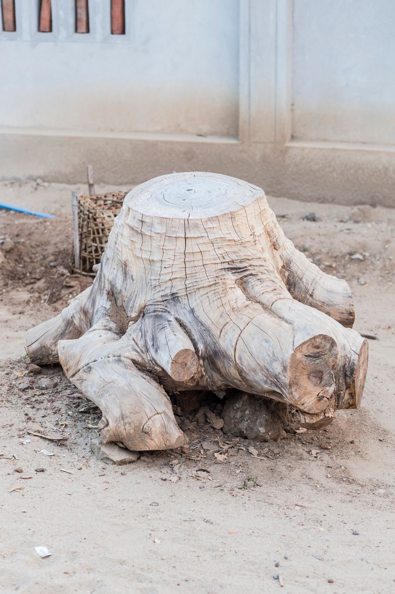 © Matija Brumen - Root