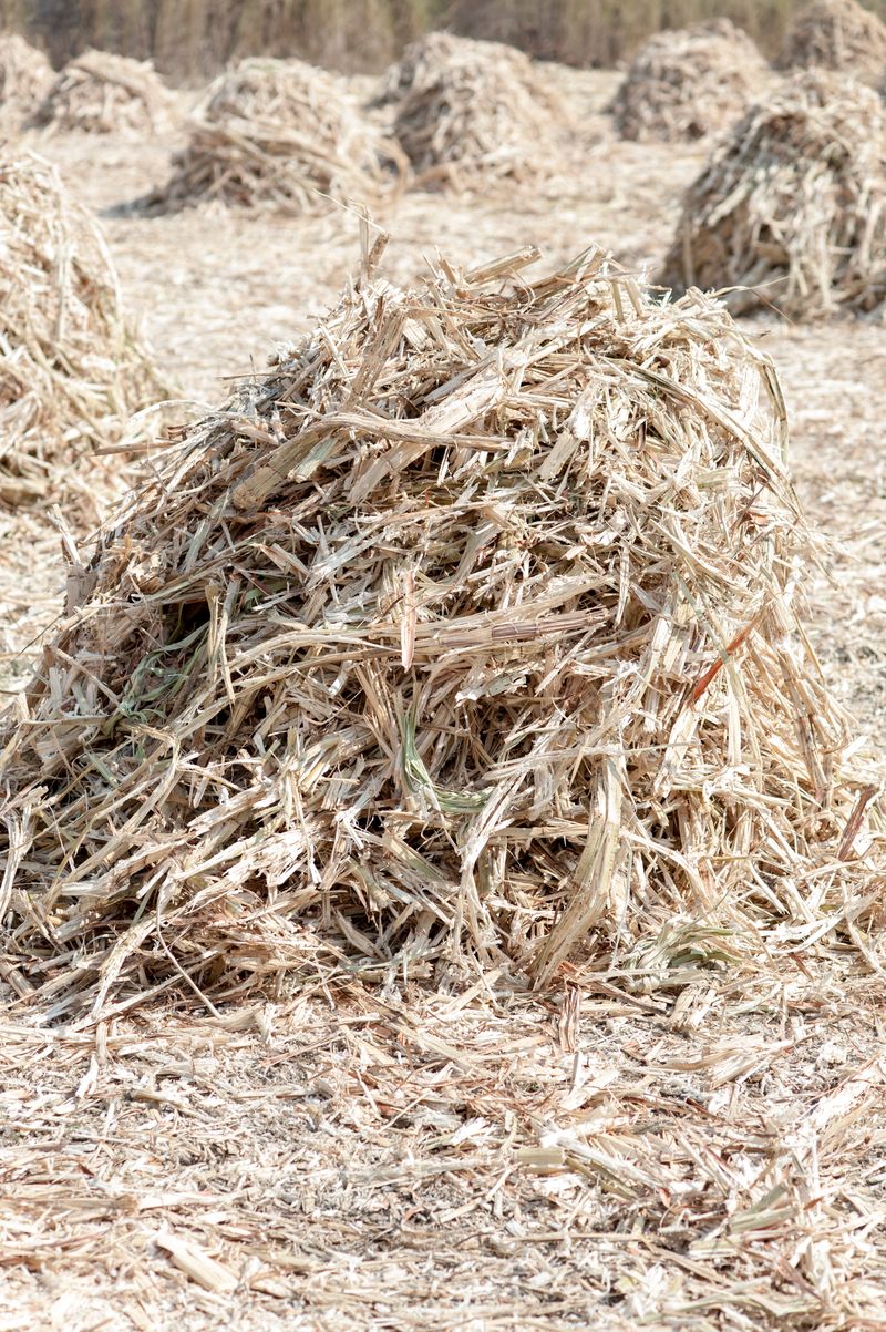 © Matija Brumen - Field