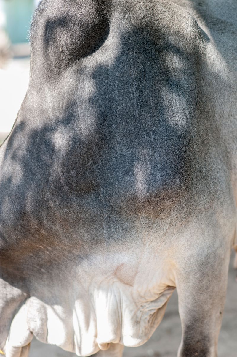 © Matija Brumen - Ox detail