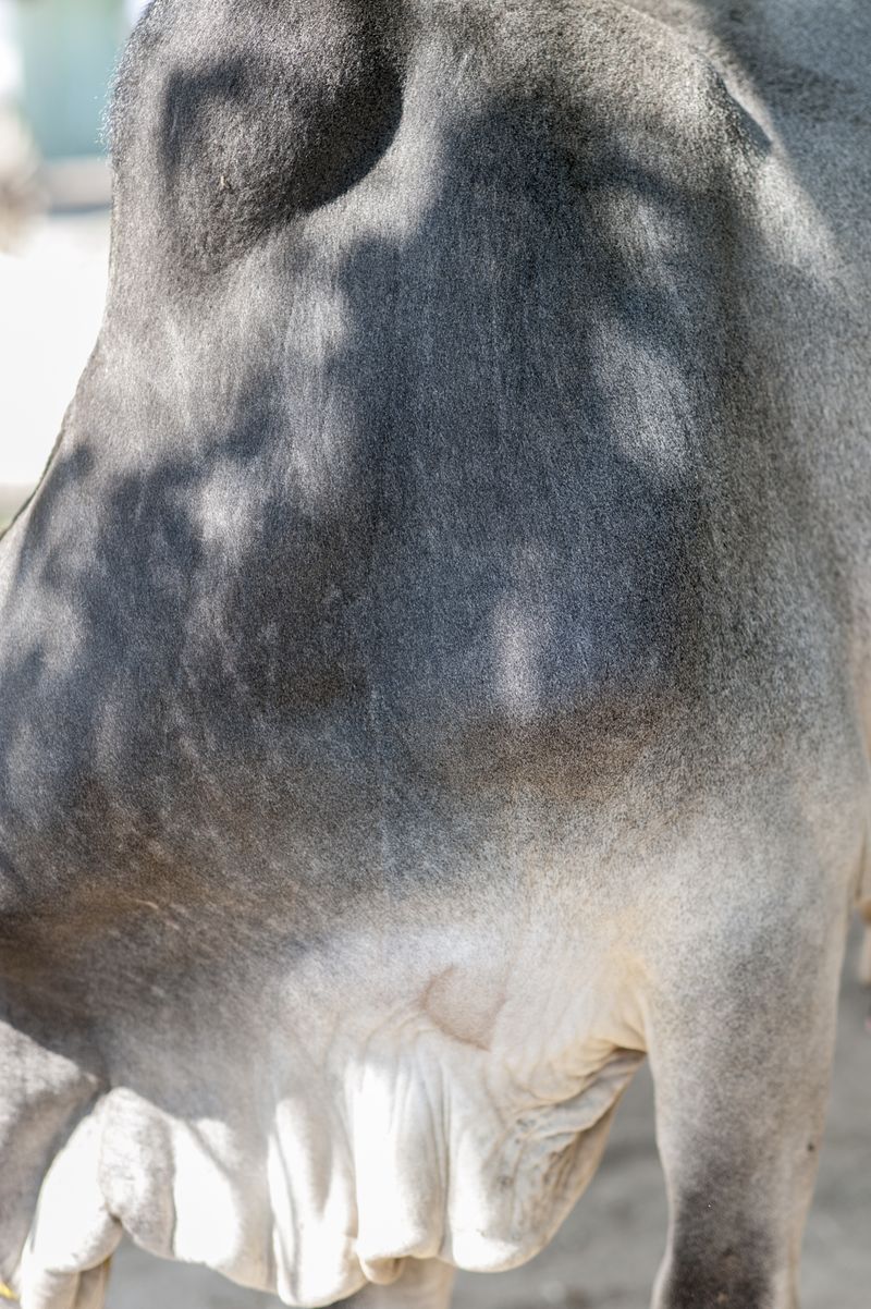 © Matija Brumen - Ox detail