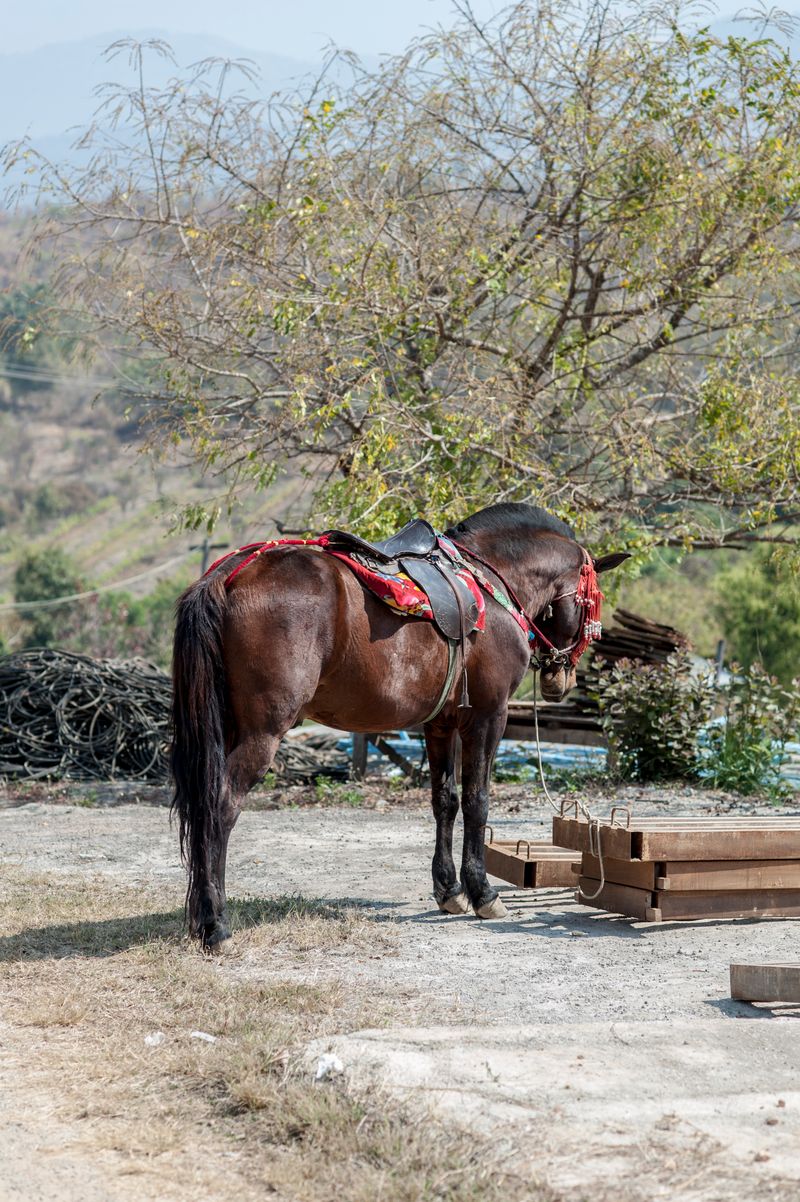 © Matija Brumen - Adorned horse