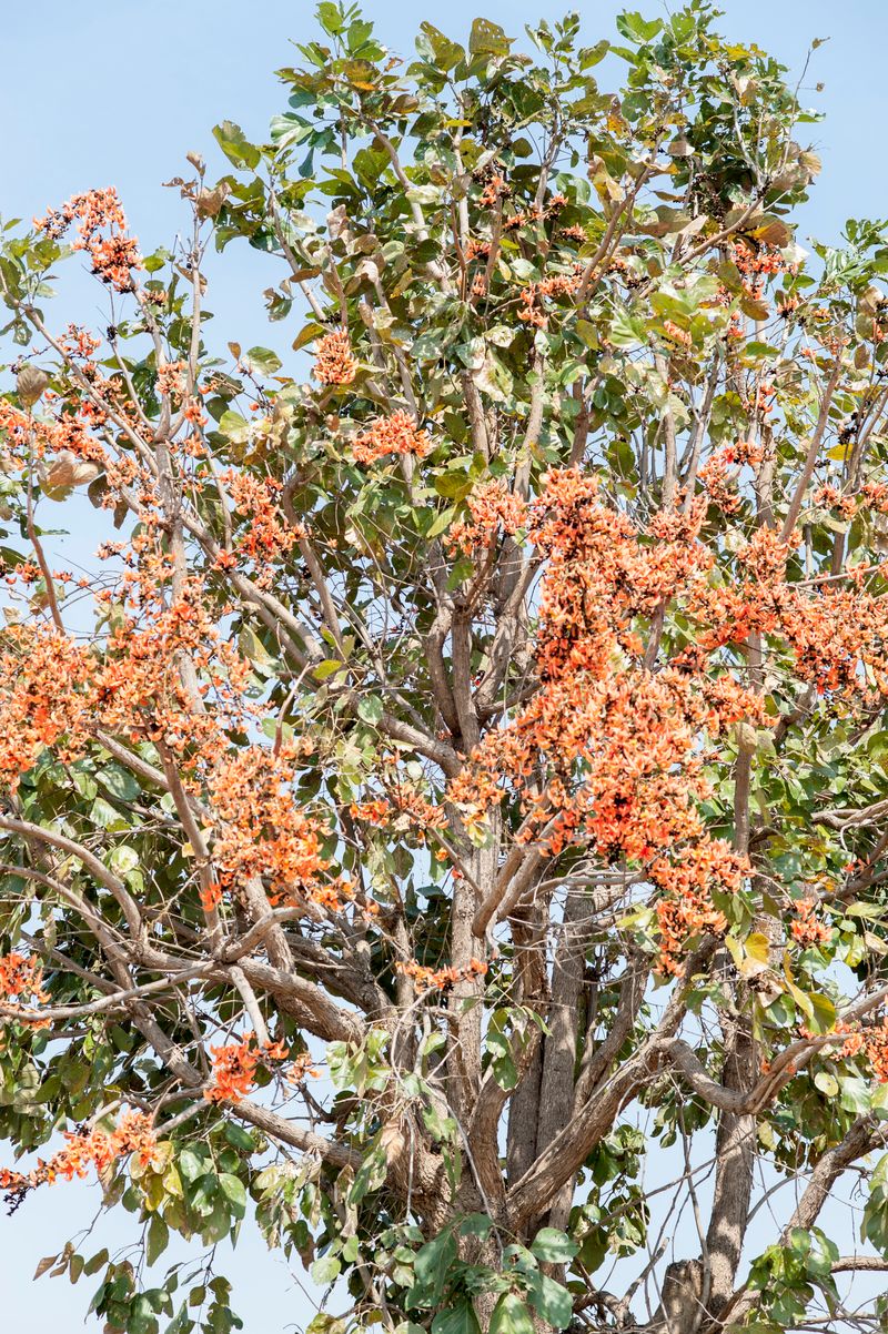 © Matija Brumen - Vindaloo