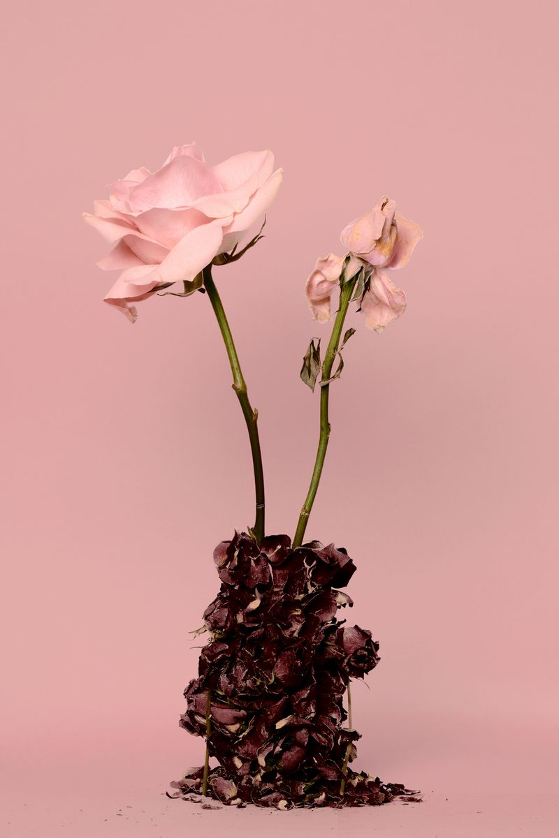 © Ana Espinal - Roses, Temporary Passengers