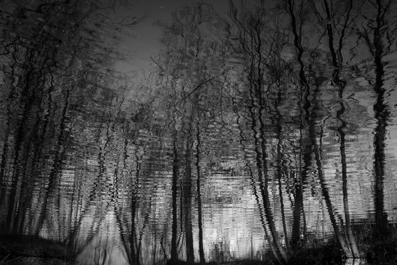 © Chris Lee - Image from the After Nature photography project