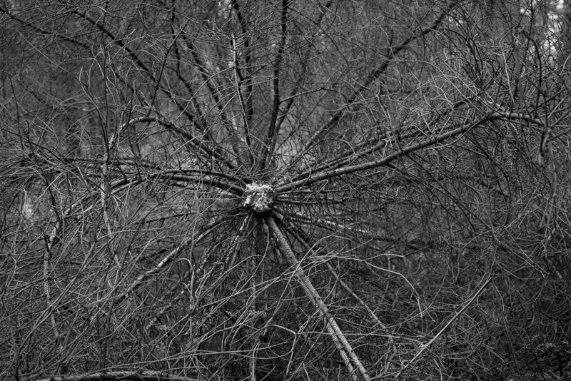 © Chris Lee - Image from the After Nature photography project