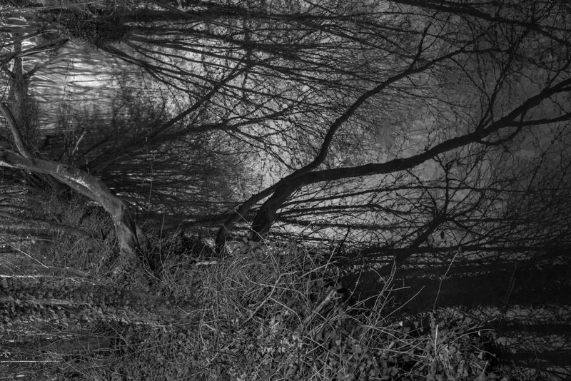 © Chris Lee - Image from the After Nature photography project