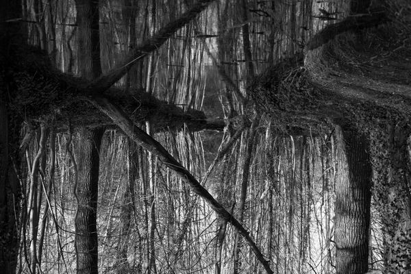 © Chris Lee - Image from the After Nature photography project