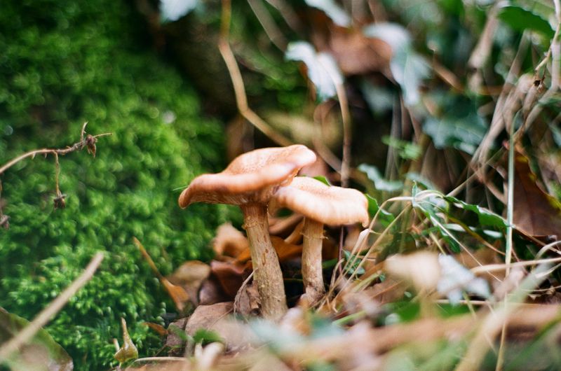 © Chris Lee - Image from the Willow photography project